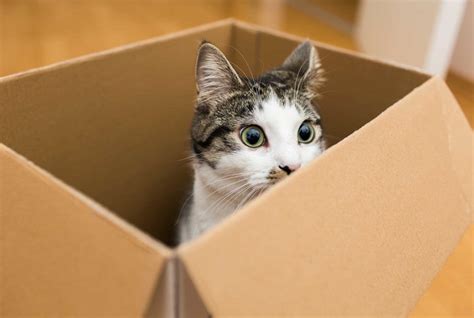 倉庫内ピッキング: なぜ猫は箱を愛するのか？